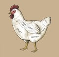 Hand drawn cut of chicken Royalty Free Stock Photo