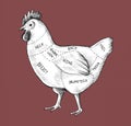 Hand drawn cut of chicken Royalty Free Stock Photo
