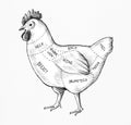 Hand drawn cut of chicken Royalty Free Stock Photo