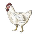 Hand drawn cut of chicken Royalty Free Stock Photo