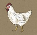 Hand drawn cut of chicken Royalty Free Stock Photo