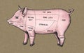 Hand drawn cut of pig Royalty Free Stock Photo