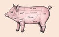 Hand drawn cut of pig Royalty Free Stock Photo