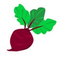 Hand drawn Cute Beetroot. Vector illustration of beets with tops isolated on the white background. vegetable print Royalty Free Stock Photo