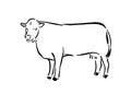 Hand drawn cute cow sketch illustration. Vector black ink drawing farm animal, outline silhouette isolated on white background Royalty Free Stock Photo