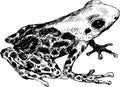 Hand drawn cute frog Royalty Free Stock Photo