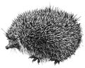 Hand-drawn cute hedgehog illustration Royalty Free Stock Photo