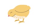 Hand drawn cute standing small yellow Chick. Kawaii Chicken bird nestling icon or print. Isolated on background. Flat vector Royalty Free Stock Photo