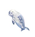 Watercolor rare animal dugong or manatee