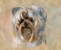 Hand drawn cute yorkshire terrier dog