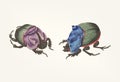 Hand drawn of cyanean beetles bowing to each other