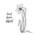 Hand drawn daffodil spring flower. Spring came
