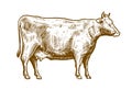 Hand drawn dairy cow isolated on white background. Farm animal in sketchy vintage style. Vector illustration Royalty Free Stock Photo