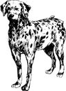 Hand drawn dalmatian dog