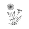 Hand drawn dandelion floral illustration