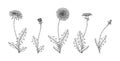 Hand drawn dandelion floral illustration