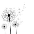 Hand drawn dandelion isolated Royalty Free Stock Photo