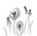 Hand drawn dandelion