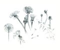 Hand-drawn dandelions, illustration, graphite, isolated on white background. Different stages of a dandelion.