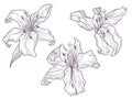 Hand drawn dark lilac lily. Line doodling art.