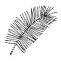 Hand drawn date palm leaves sketches set. Exotic plant botanical elements. Vintage tropical leaves in engraved style