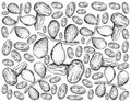 Hand Drawn of Dates Fruits on White Background