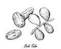 Hand Drawn of Dates Fruits on White Background