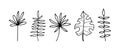 Hand drawn decorative branches with leaves  plant branches  set of branches design elements. Vector drawing linear leaves for Royalty Free Stock Photo