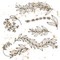 Hand drawn decorative elements. Vector graphic with vintage botanical branches abd berries