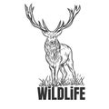 Hand drawn deer with wildlife text isolated on a white backgrounds