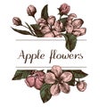 Hand drawn design with apple flowers Highly detailed sketch