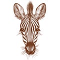 Hand drawn digital  portrait of zebra isolated on white background Royalty Free Stock Photo