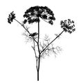 Dill silhouette isolated on white.