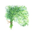 Hand drawn dill on white background. Watercolor isolated fresh greenery