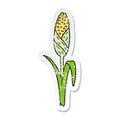 hand drawn distressed sticker cartoon doodle of fresh corn on the cob Royalty Free Stock Photo