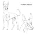 Pharaoh hound sketch isolated on white background.