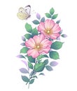 Hand Drawn Dog-Rose Branch and Butterfly Royalty Free Stock Photo