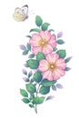 Hand Drawn Dog-Rose Branch and Flying Butterfly Royalty Free Stock Photo