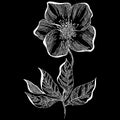 Hand drawn dog rose flower outline icon isolated on black background. Creative luxury fashion logotype concept icon. Hand Drawn Royalty Free Stock Photo