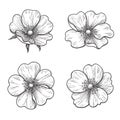 Hand drawn Monochrome  Dog- Rose Flowers Royalty Free Stock Photo