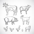 Hand Drawn Domestic Animals Set. A Collection of Pig, Cow, Goat, Lamb and Birds Silhouettes. Engraving Style Drawings. Royalty Free Stock Photo
