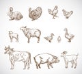Hand Drawn Domestic Animals Set. A Collection of Pig, Cow, Goat, Lamb and Birds Sketch Silhouettes. Engraving Style Royalty Free Stock Photo