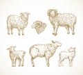 Hand Drawn Domestic Animals Vector Illustrations Set. Sheep, Ram and Lambs Sketches Collection. Engraving Style Drawings Royalty Free Stock Photo