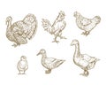 Hand Drawn Domestic Birds Set. A Collection of Poultry Farm Sketches. Engraving Style Turkey, Chicken and Ducks Drawings