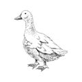 Hand drawn domestick duck Royalty Free Stock Photo