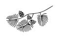 Hand drawn doodle of fir tree branch with cones isolated on white background. Conifer sketch. Vector illustration. Design for Royalty Free Stock Photo