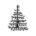 Hand drawn  doodle fir tree isolated on white background. Conifer sketch. Vector illustration. Royalty Free Stock Photo
