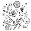 Hand drawn doodle fruits and birds. Vector illustration Royalty Free Stock Photo