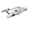 Hand-Drawn Doodle of humpback whale. Vector - stock vector. Royalty Free Stock Photo
