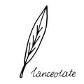 Hand drawn doodle leaf. Black shape with different forms. Lanceolate Leaf